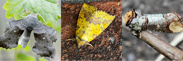 Wilgenstaat en rupsenvraat