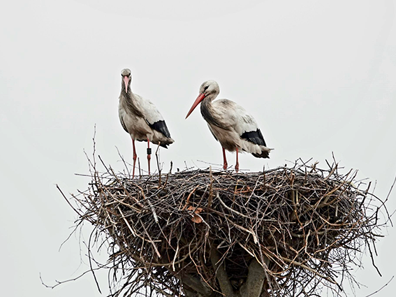 De ooievaars Wilma en meneer 951 doen dit jaar weer een poging voor nageslacht te zorgen. De vorige keren mislukte dat omdat elastiekjes aangezien werden voor wormen die de kuikens eten. Laat dus geen (post)elastieken slingeren!