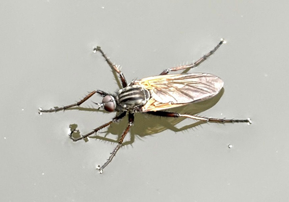 3e Quiickscan Akkerdisteldansvlieg