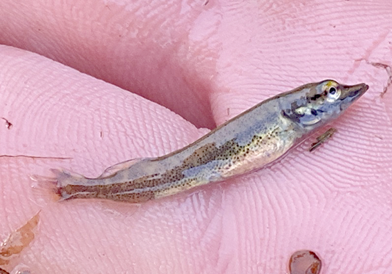 3e Quiickscan snoekje