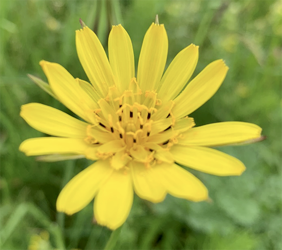 Gele morgenster groot