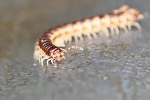 Platrug -2-2022_10_15.webp