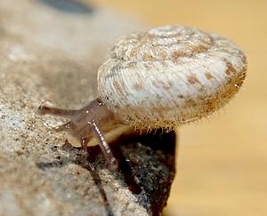 Gevlekte grasslak A.webp