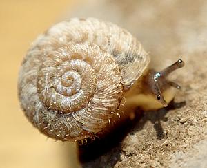 Gevlekte grasslak B.webp