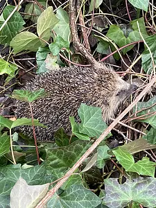 Egel 15-02-2024.webp