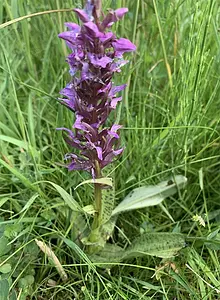 Brede orchis.webp