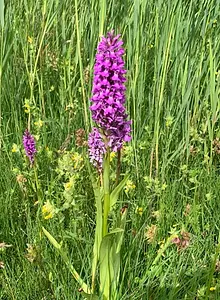 Gewone rietorchis MdG.webp