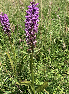 Gevlekte rietorchis.webp