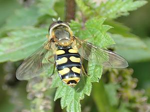 Serie-4-05 pendelvlieg.webp