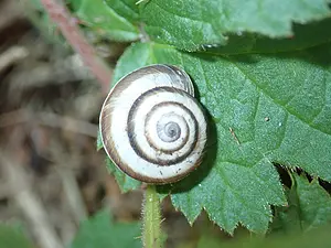 Serie-4-08 bolle duinslak.webp