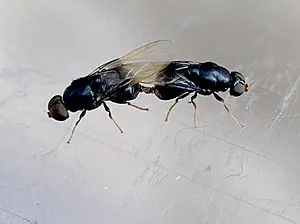 Schildspeldenknopje (ZEER ZELDZAAM) -in copula- Pachygaster atra-2024-07-05 kopie.webp