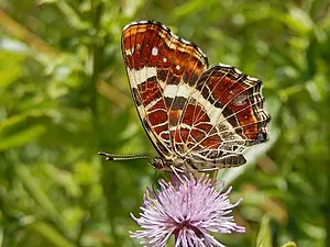 landkaaartje onderzijde op akkerdistel 2 - Kars Veling kopie.webp