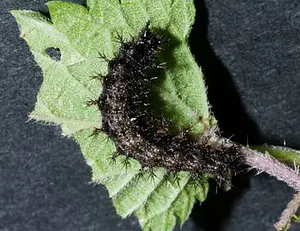 Rups Landkaartje.webp