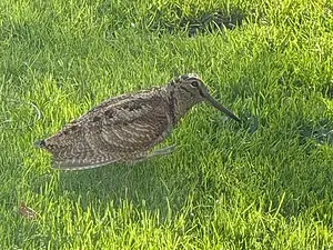 Melanie Sofie Tat-Watersnip.webp