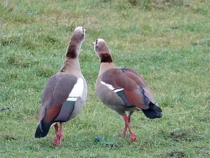 Pieter Divendal - baltsende nijlganzen kopie.webp
