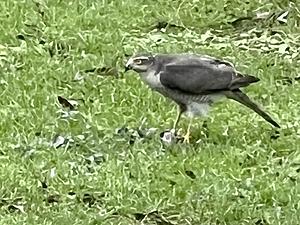 Melanie Tat-Havik.jpg