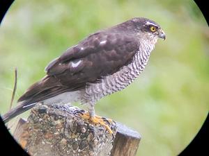 Wessel Smit-Sperwer.jpg