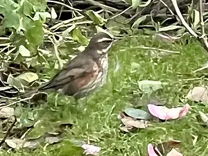 Melanie Sofie tat-Koperwiek.webp