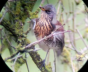 Wessel Smit-Kramsvogel.jpg