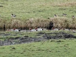 Pieter Divendal-smienten.webp