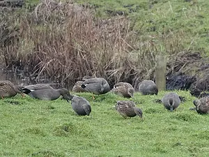 Pieter Divendal - krakeenden.webp