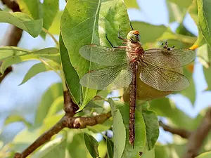 Vroege glazenmaker - Aeshna isoceles-2021_07_21 kopie.webp