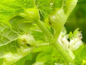 Brandnetelbladgalmug-gal - Dasineura urticae -2023_08_13 kopie.webp