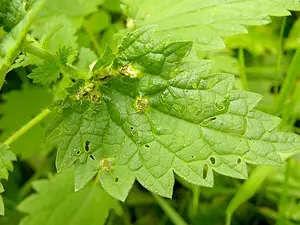 Brandnetelbladgalmug-gal2 - Dasineura urticae -2023_08_13 kopie 2.webp