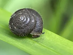 Haarslak Trochulus hispidus-2024-06-12 kopie