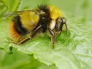 weidehommel-man - Bombus pratorum2020-05-22 10.47.14 kopie