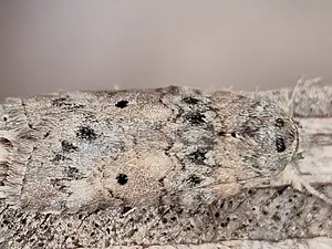 variabele eikenuil.webp