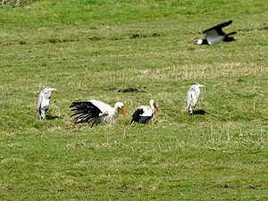 Ooievaar en kievit 26-03.webp