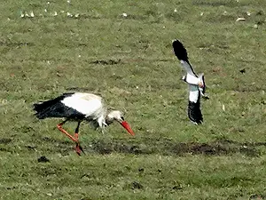 Ooievaar en kievit 27-03.webp