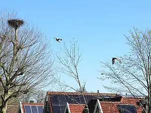 Ooievaars naar polder 02-04.webp