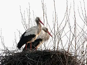 Ooievaars op nest 21-03.webp