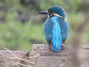 IJsvogel Martie Vink.webp