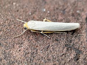 Vaal kokerbeertje (Bladmos, Korstmos, Rolklaver) - Eilema caniola -2024-08-06 kopie.jpg