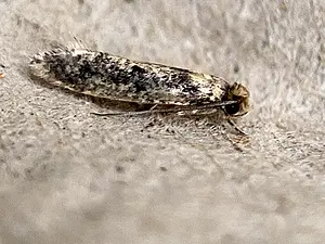 Vogelnestmot (kledingvreter) - Niditinea fuscella-2024-09-02 kopie.webp