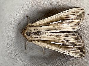 Witte-l-uil (Helm, Rietgras) - Mythimna l-album-2024-09-02.jpg