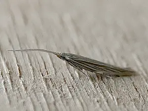 Zwaluwtongkokermot (zwaluwtong, Varkensgras, Distel, - Coleophora therinella -2024-08-12 kopie.webp