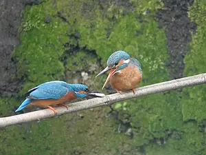 IJsvogel koppel Noorderbegraafplaats Marjon van Herpen.webp