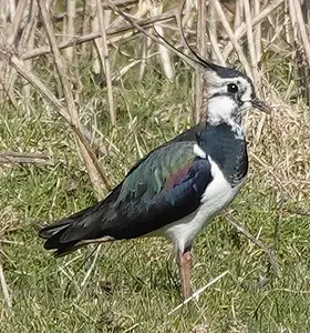 kievit man Pieter Divendal.webp