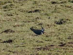 zittende kievit.webp