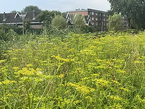 Gewone pastinaak-2024-07-19.webp