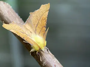 Geelschouderspanner 2 (Els, Berk, Sleedoorn, Wilg, Bosbes) - Ennomos alniaria-2024_08_01 kopie.webp