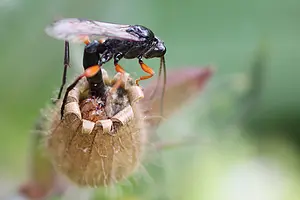 !Gewone sluipwesp-Eurylabus tristis-vrouw-eileggend.webp