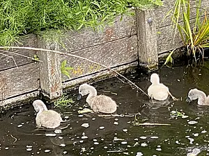 jongen met Heermoes.webp