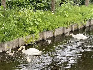 Knobbelzwaan voert jongen Heermoes-2.webp