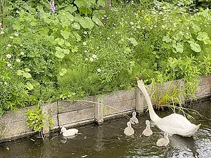 Zwaan voert jongen Heermoes.webp
