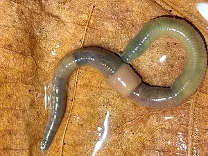 Groene regenworm3.webp